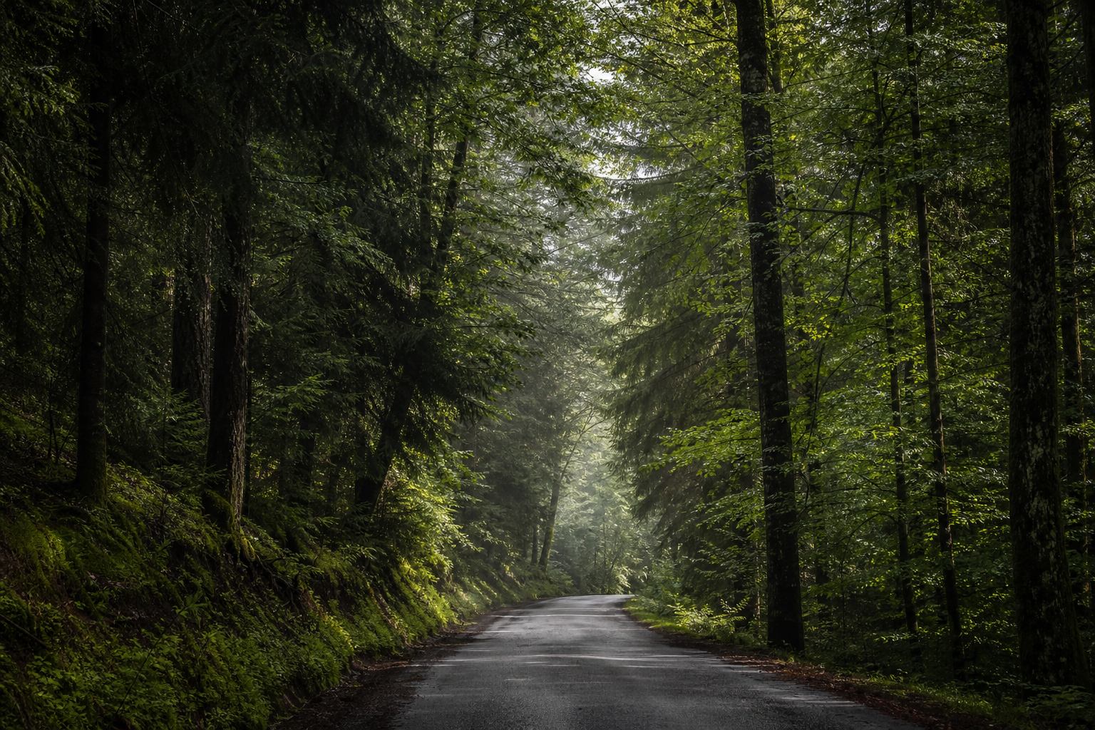 Waldstraße durch den Schwarzwald mit dichtem Baumbestand