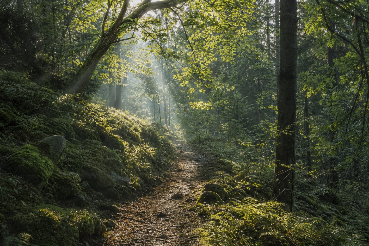 Waldpfad im Thüringer Wald mit Morgenlicht